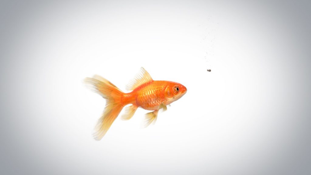 天然氣做成的魚飼料聽說過嗎